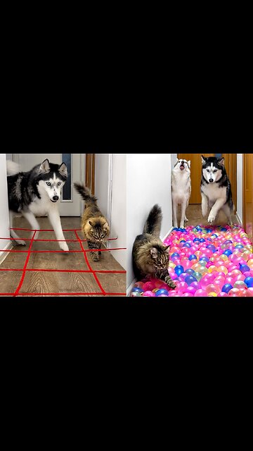 English speaking cats