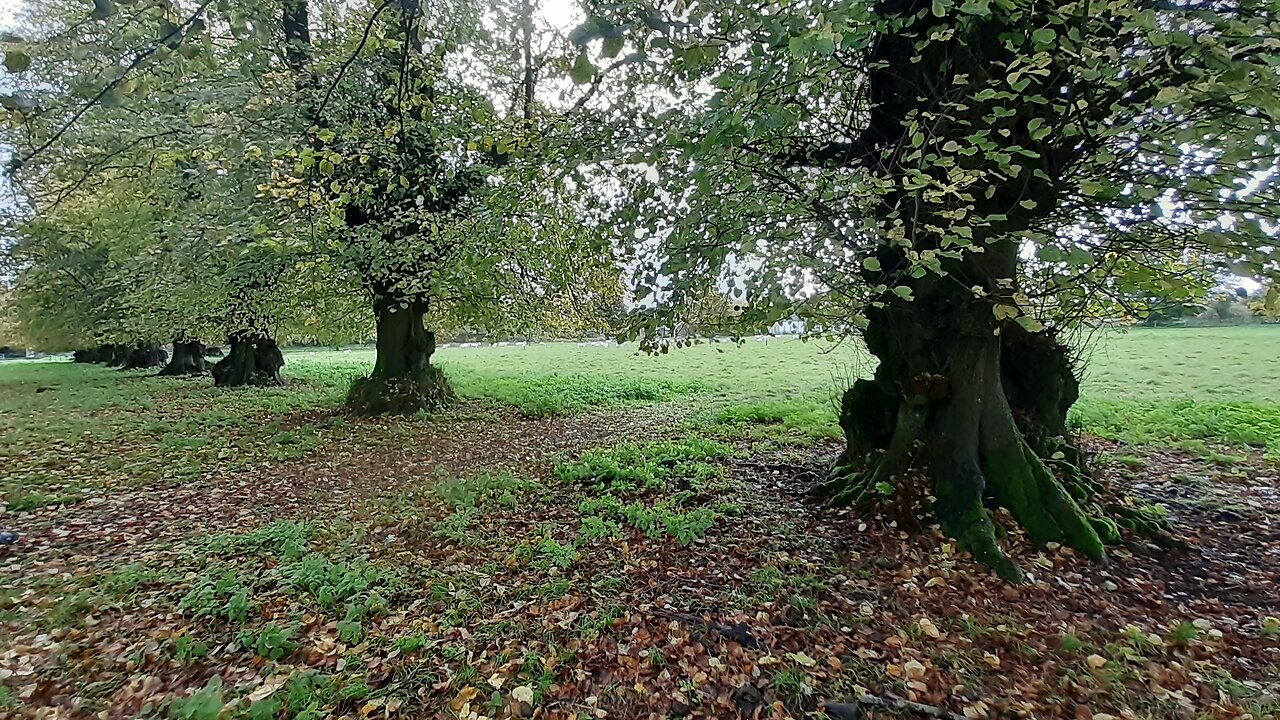 The Ghost and Gardens, Talking with the Trees of Avebury Manor House