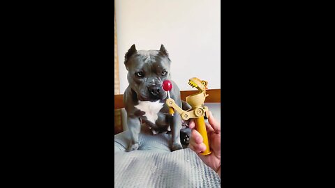 @funny #dog