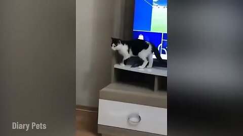 Funnyst Animals 2025🐱🤣😆 | New funny Cat Or Dogs Video #02