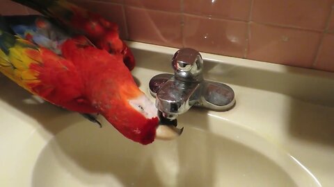 BIRD WON'T GO TO BED WITHOUT (LOOONG) DRINK OF WATER FROM SINK ALSO SHUTS DOOR FOR BEDTIME