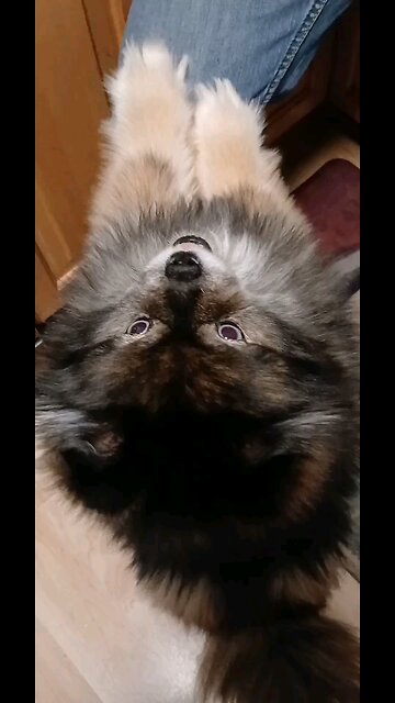 it's a Pomeranian husky