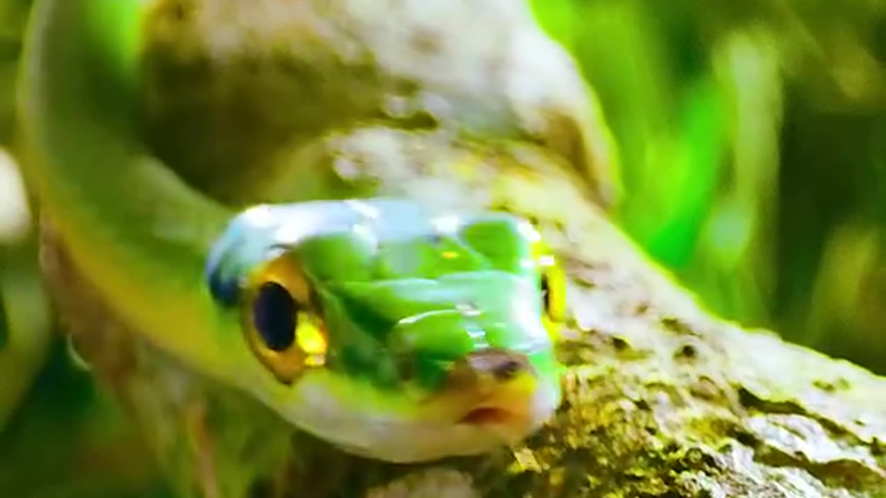 Green glass frog