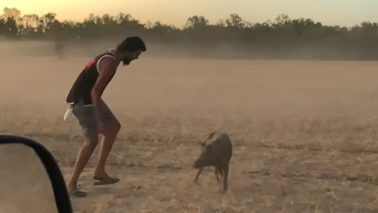 Pig Runs Between Man's Legs