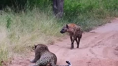 Hyena Makes Big Loop Around Leopard