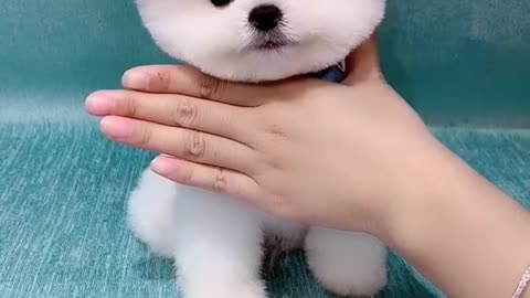 Cute dogs 🥰