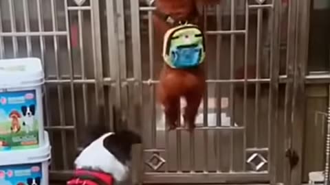 Funny dog videos