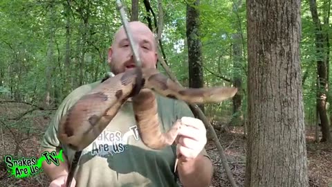 How To Keep Copperhead Snakes Out Of Your Yard