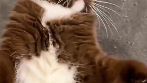 Interesting Animals, This is Really Cool!
