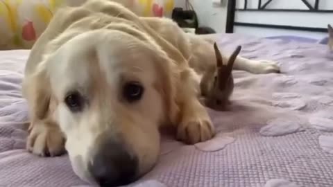 Funny Cute Dog & Cat - Try Not To Laugh...