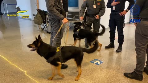 GDF PESCARA: AEROPORTO D’ABRUZZO, SEQUESTRATA MARIJUANA DALLA GUARDIA DI FINANZA (06.02.25)