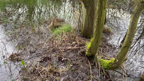 Cumbrian protected species