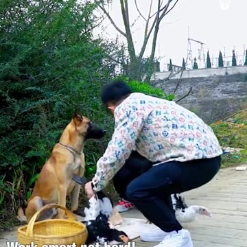 Introducing the most mischievous dog out there!.hd