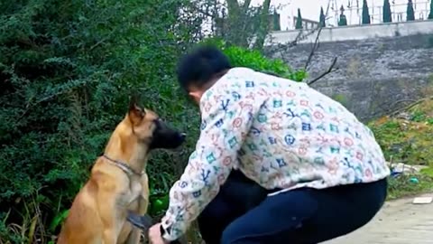 Introducing the most mischievous dog out there!.hd