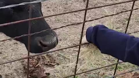 Feeding cow by hand. #Cow #Feed #Hay