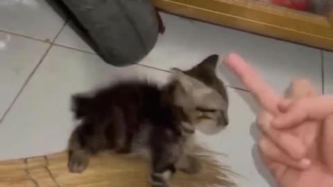 The kitten also knows this gesture.