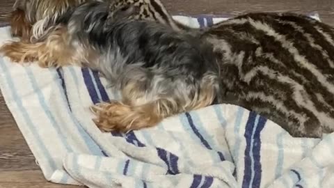 Baby Emu Cuddles With Yorkie