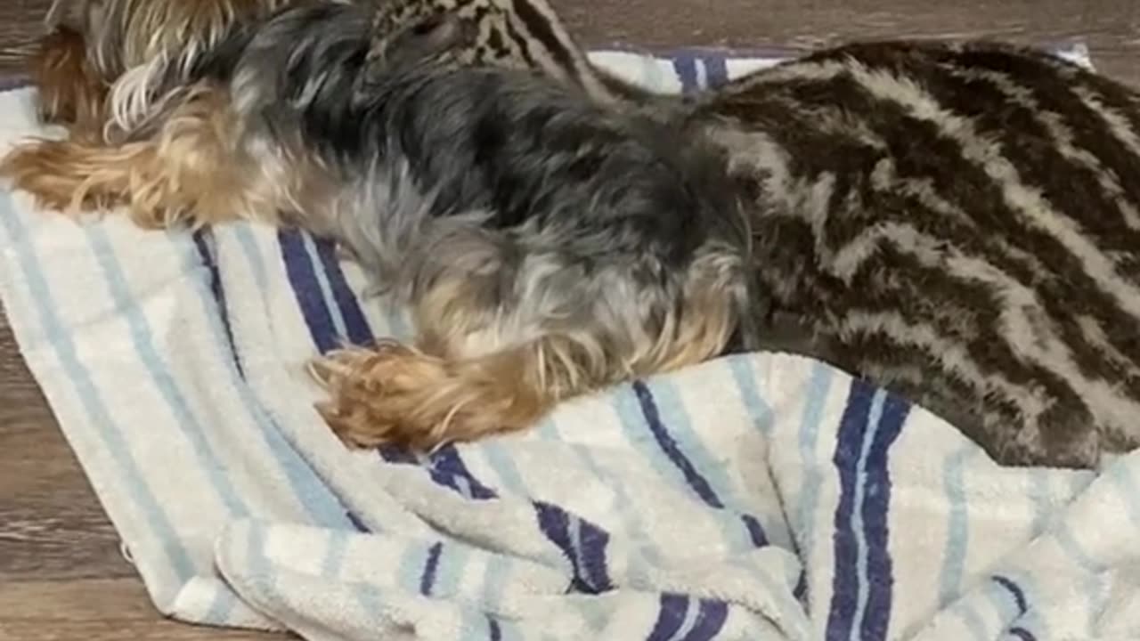 Baby Emu Cuddles With Yorkie