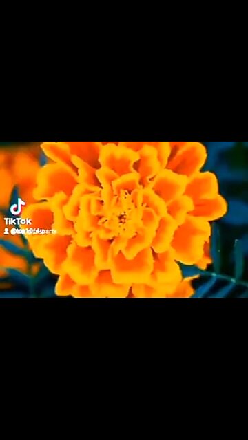 EXPRESSIONS OF PRAISE - DAILY DEVOTIONAL ❤️