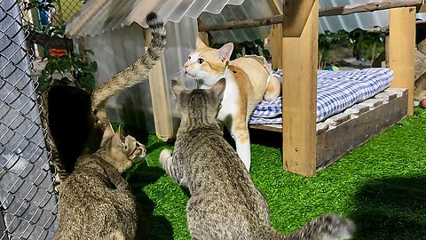 I put plastic grass under the hut, it's easier for Tony to play on it