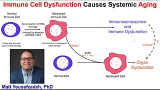 Immune Cell Dysfunction Causes Aging: Matt Yousefzadeh, PhD