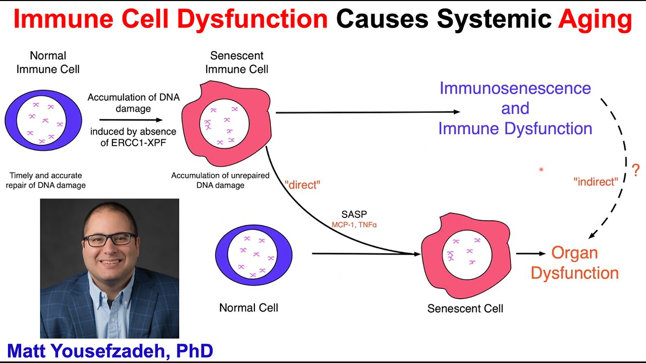 Immune Cell Dysfunction Causes Aging: Matt Yousefzadeh, PhD