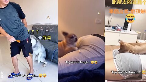 Funny Dogs 🐶 | Ultimate Dog Comedy