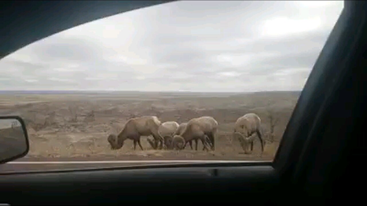 Bighorn sheep along the roadside in the Badlands of South Dakota