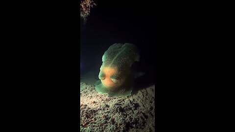 ghost creatures inside ocean