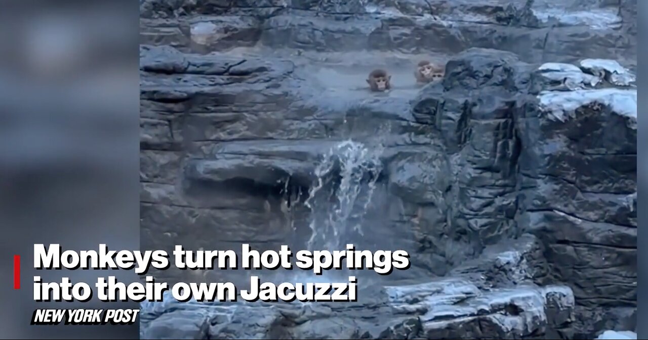 Monkeys Turn Hot Springs into Their Own Jacuzzi