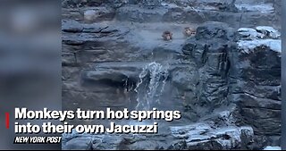 Monkeys Turn Hot Springs into Their Own Jacuzzi