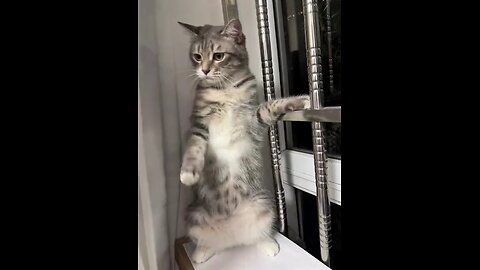 Cute Cat #cute cat #funnyvideo #fyp #petslover