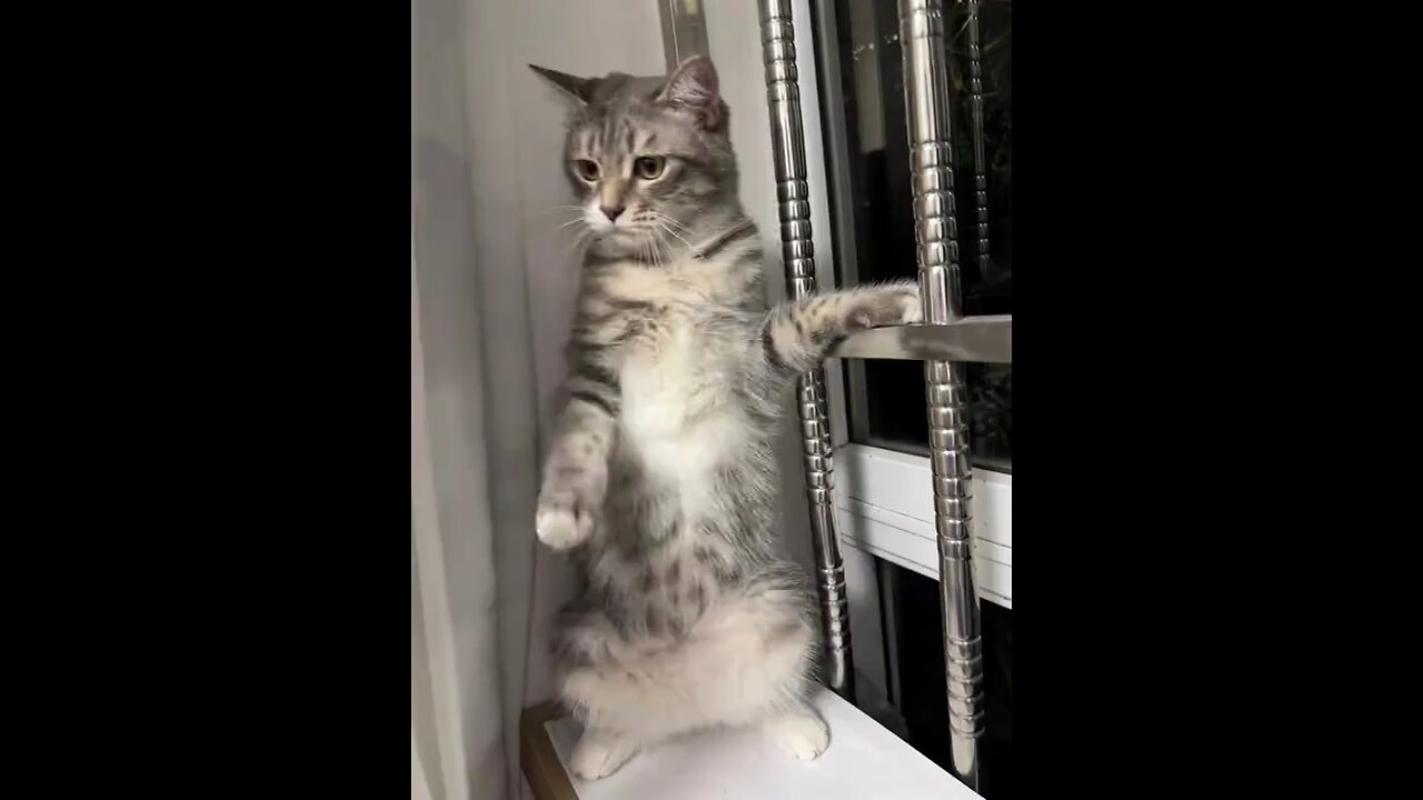 Cute Cat #cute cat #funnyvideo #fyp #petslover