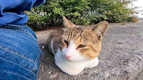 I patted a stray cat that was alone at the breakwater and it climbed up on my knees happily