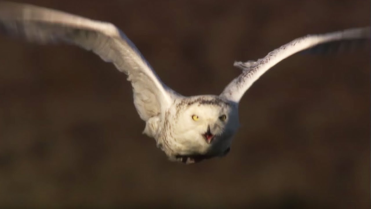 Master of the Sky: Owl vs Wolf | Super Powered Owls | BBC Earth