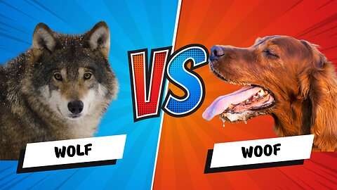 🔥 FROM WOLF TO WOOF: The EPIC 40,000-Year Journey of Dogs! 🐶 How Wolves Became Man's Best Friend