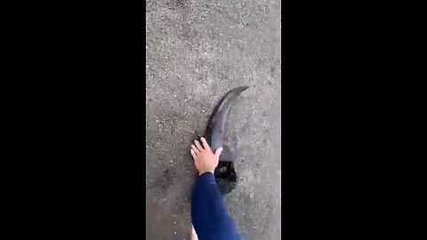 Finding an old monster sized broken bison skull in a river