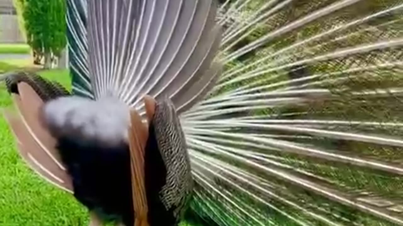 peacock