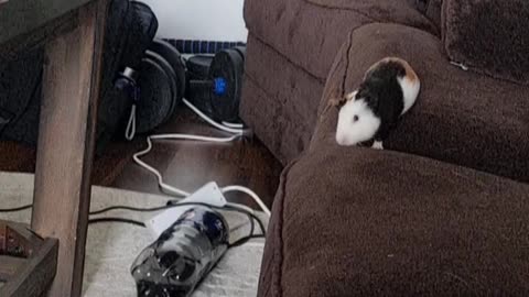 Family of Guinea Pigs Jump From Couch