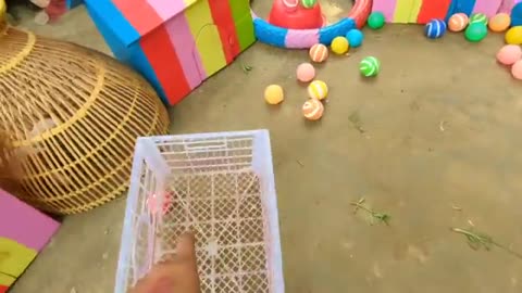 World Cute Chickens