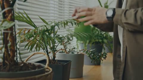Beat the Winter Blues: Best Low-Maintenance Indoor Plants For Your Home