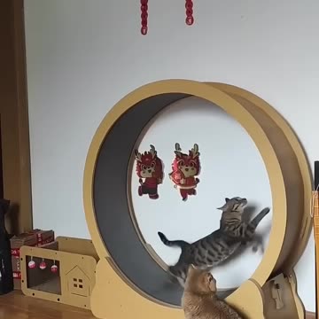 cute kittrns//cats💖💖💖💖💖💖