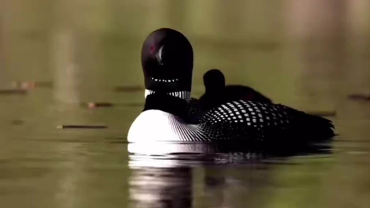 The Most Terrifying Bird Sounds Ever Caught On Camera‼️