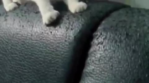 #funny #animal al #trending #rumble #video #short - 001