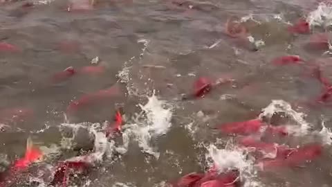 Red Indian Fish