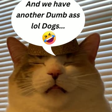 Funniest Animal Videos 😂 | Cute & Hilarious Pets Compilation!