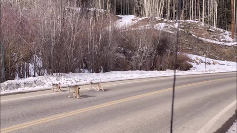 Lynx Family Crosses Road