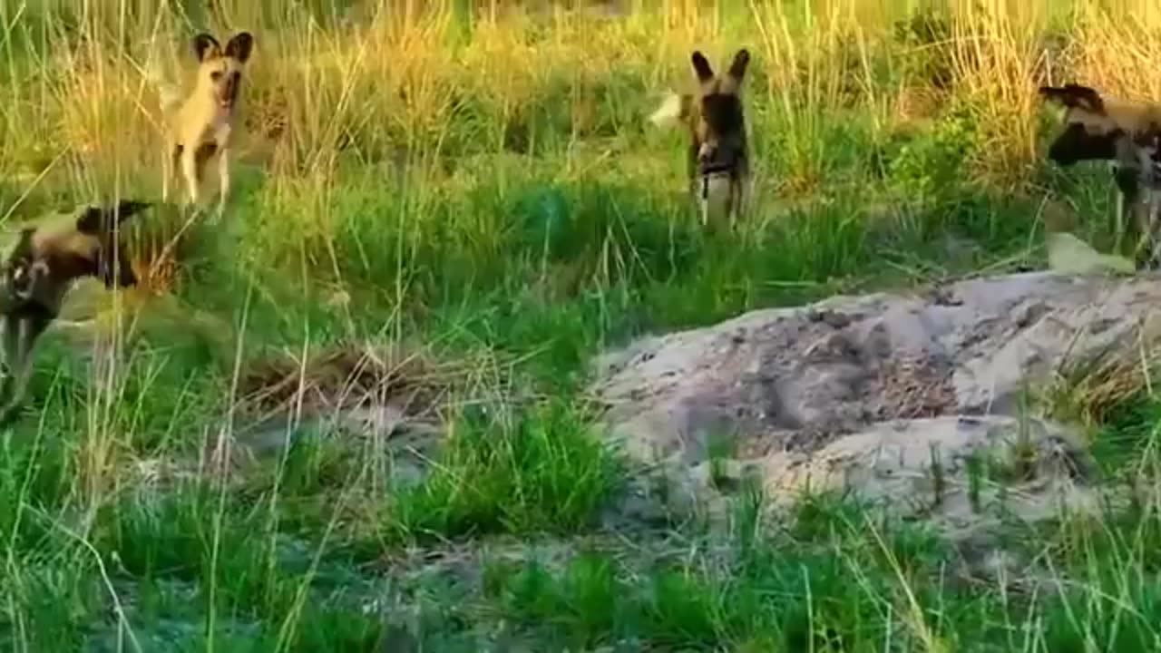 A boar slipping smoothly into its burrow to escape a pack of wild dogs