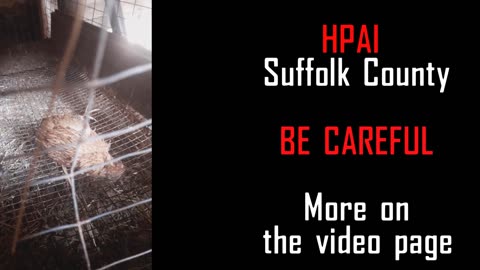 Be careful HPAI in Suffolk county!