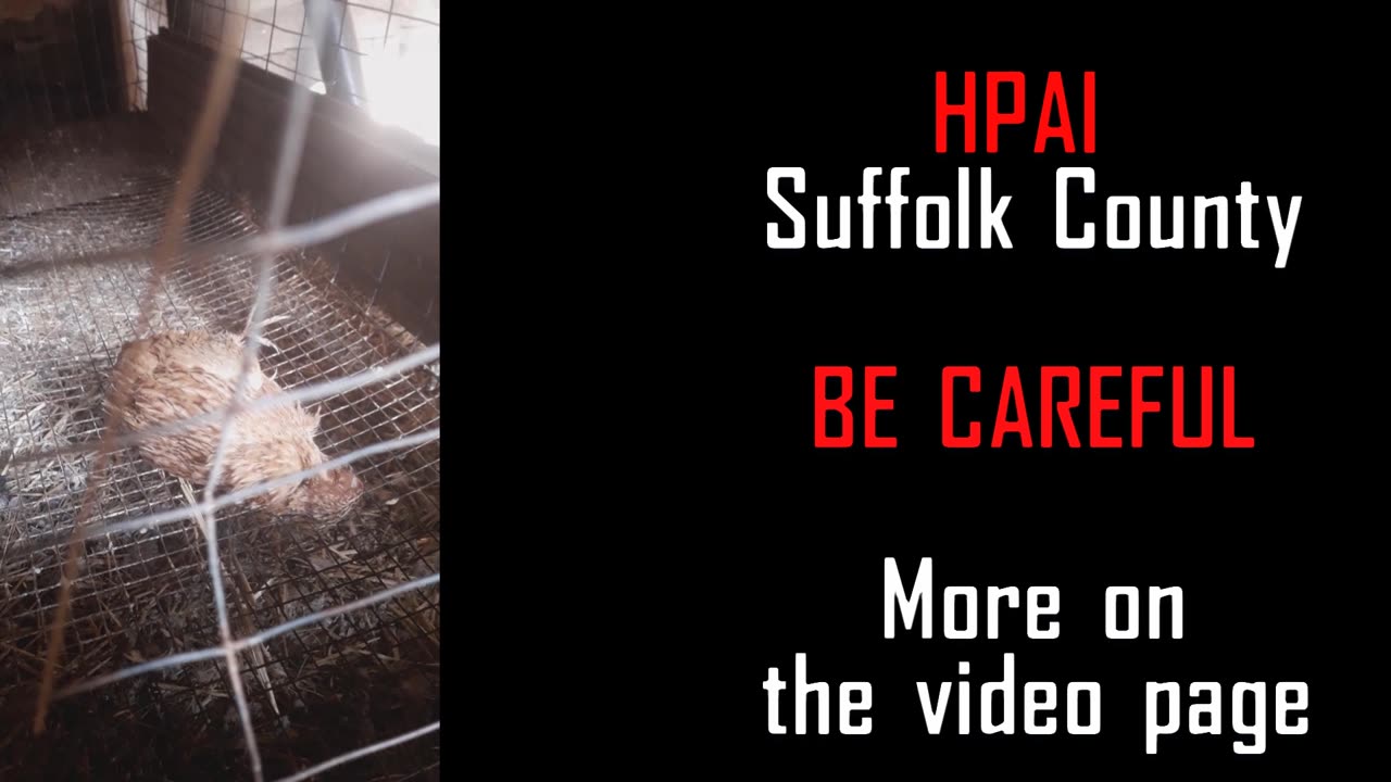 Be careful HPAI in Suffolk county!